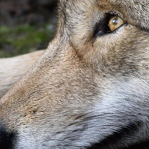Wolf 122015 2 100%