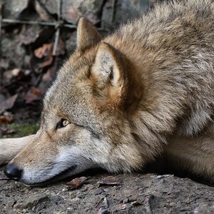Wolf 122015 2