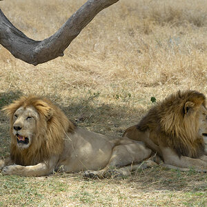 tansania serengeti loewe 10