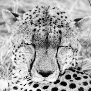 tansania serengeti gepard 1
