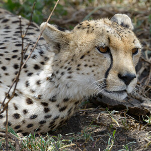 tansania serengeti gepard 2