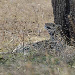 tansania leopard 2