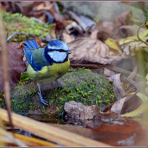 DSC 9813 Blaumeise