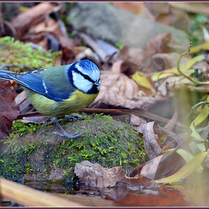 DSC 9814 Blaumeise