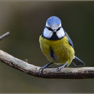 DSC 9815 Blaumeise
