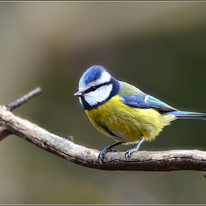 DSC 9816 Blaumeise