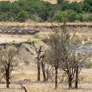 tansania serengeti crossing 1
