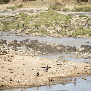 tansania serengeti crossing 2