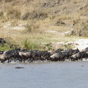 tansania serengeti crossing 3