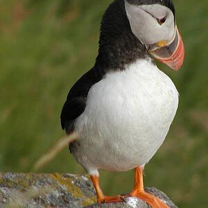Papageientaucher auf Runde, der norwegischen Vogelinsel bei Alesund