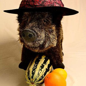 DSC7453 wildschwein mit 075