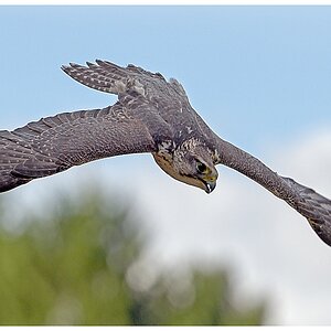 D75 0253 Falke im Sturzflug Breitformat