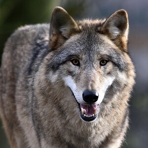 Wolf 122015 3