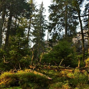 Urwaldgrenze