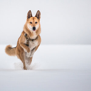 lakoma im schnee