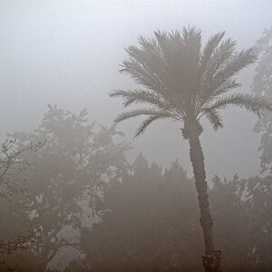 Morgennebel am Nil