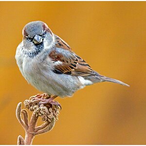 D71 2409 150 600 (S) Spatz I