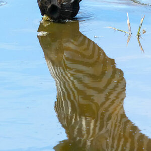 tansania serengeti zebra 8