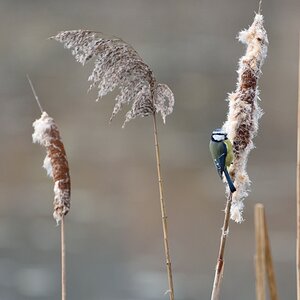 Blaumeise 122015 2
