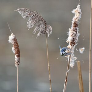 Blaumeise 122015 3