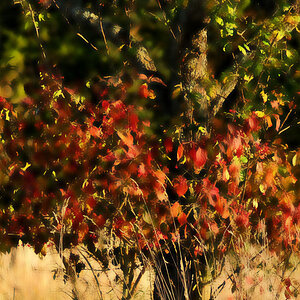 DSC 5224 Herbst