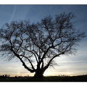 Alte Linde