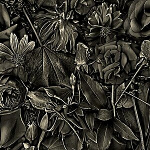 les fleures 4bw