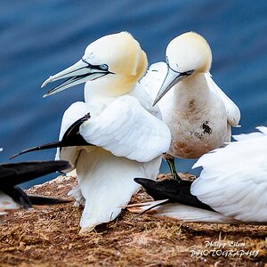 Helgoland