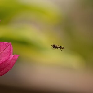 Schwebfliege