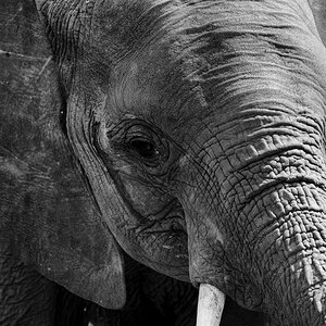 tansania elefant sw 2