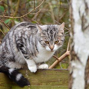 DSC 9557 Katze