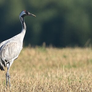 Crane GS 2015 1b
