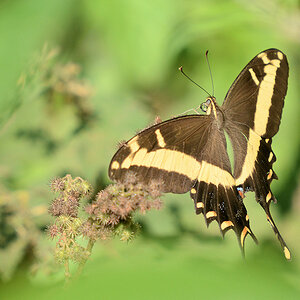 s434 Schmetterling 7499a