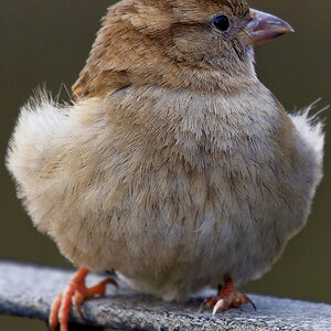 Spatz 2 Crop