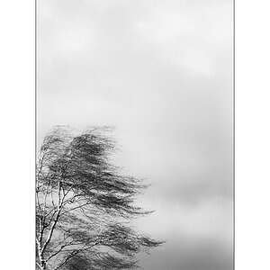 WindPZ1 2228