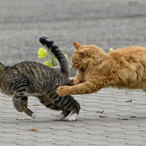Katzen