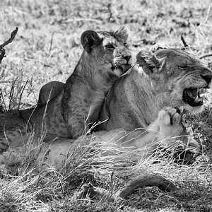 tansania serengeti loewenfamilie sw