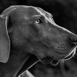 weimaraner