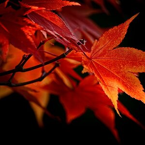 Autumn red,
It has been too warm for November but the leaves are getting tinted with yellow and red. The climax of autumn beauty in Germany .