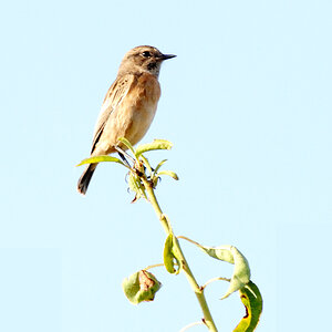 bird´s day Kopieff
