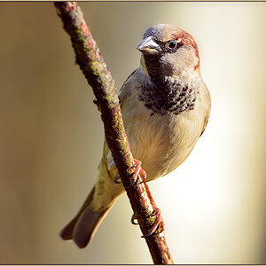 DSC 0060 Spatz