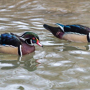 Mandarin-Enten
