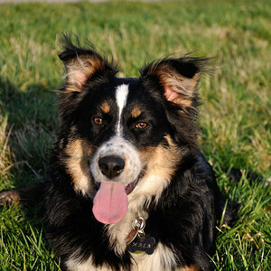 Nala Original ohne Bearbeitung