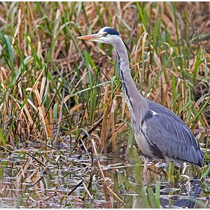 D71 2471 150 600 1 2016