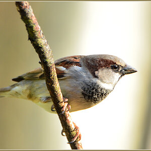 DSC 0061 Spatz