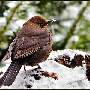 DSC 0393 Amsel