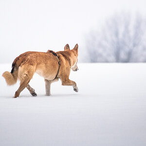 lakoma geht im schnee