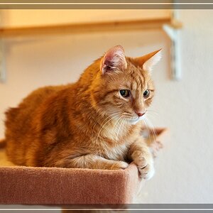ISO 2000, 1/40 s, f/2.8, 46 mm.
