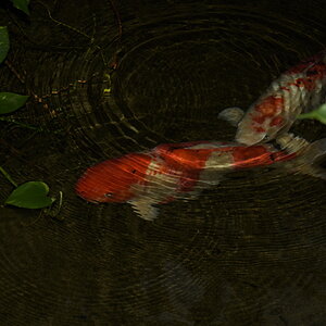 D72 0368
f/5 , 1/60s , ISO100 , 3:58pm tropical garden indoor