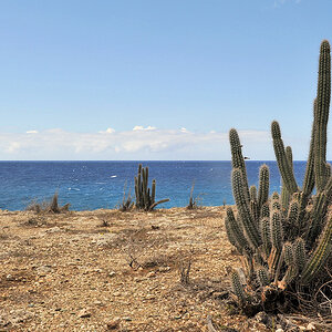 Strand Kaktus
0225